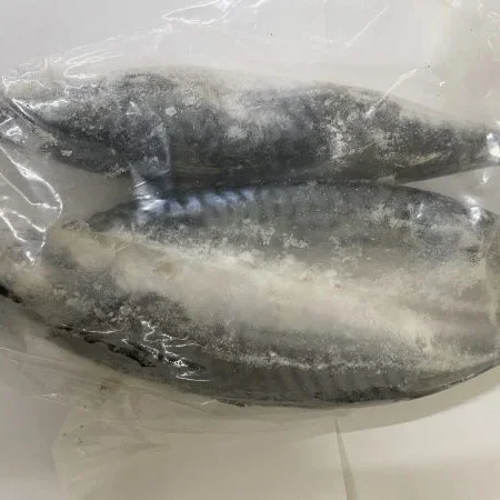 FRESH MACKEREL