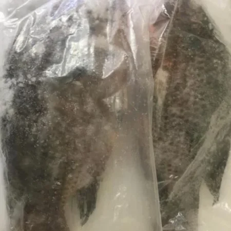 Frozon Tilapia Fish