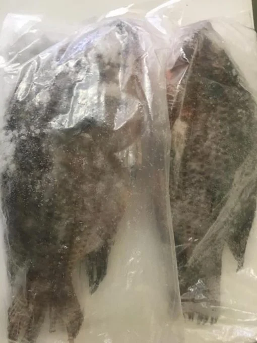 Frozon Tilapia Fish