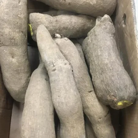 FRESH YAM